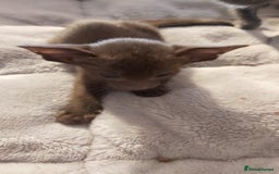 Oriental cats for sale: Full Pedigree Oriental 3 Kittens XL size ears GCCF - Image 11
