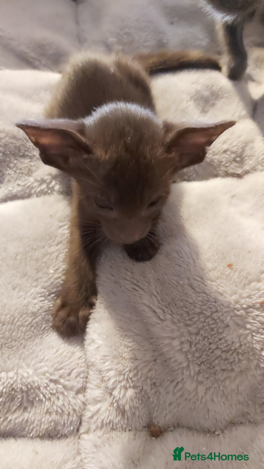Oriental cats for sale: Full Pedigree Oriental 3 Kittens XL size ears GCCF - Image 11