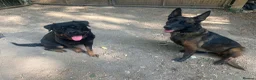 Rottweiler dogs for sale: Rottweiler Looking for forever home  - Advert 4