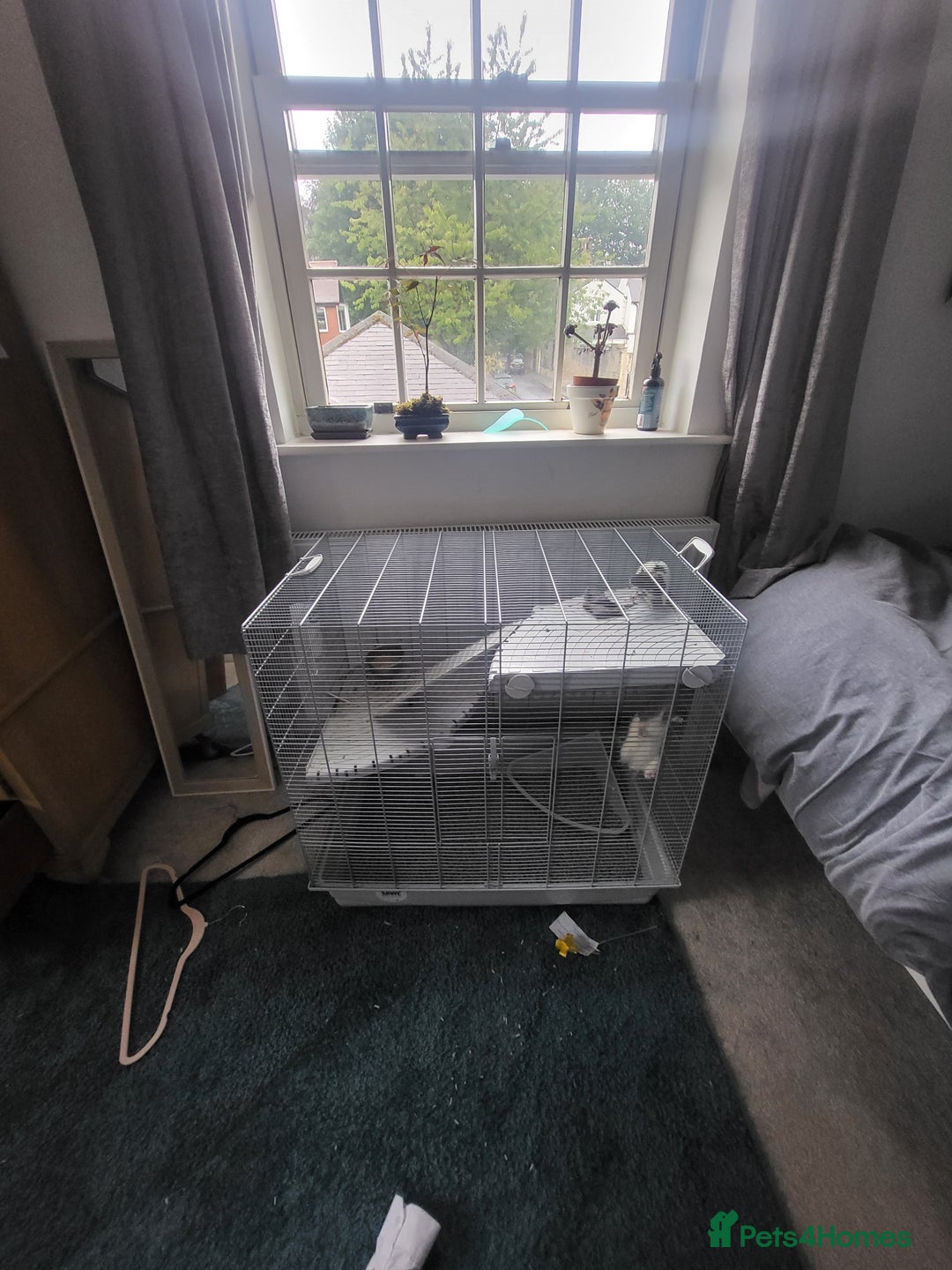 Rat rodents for sale: Fancy Rats.  - Image 4