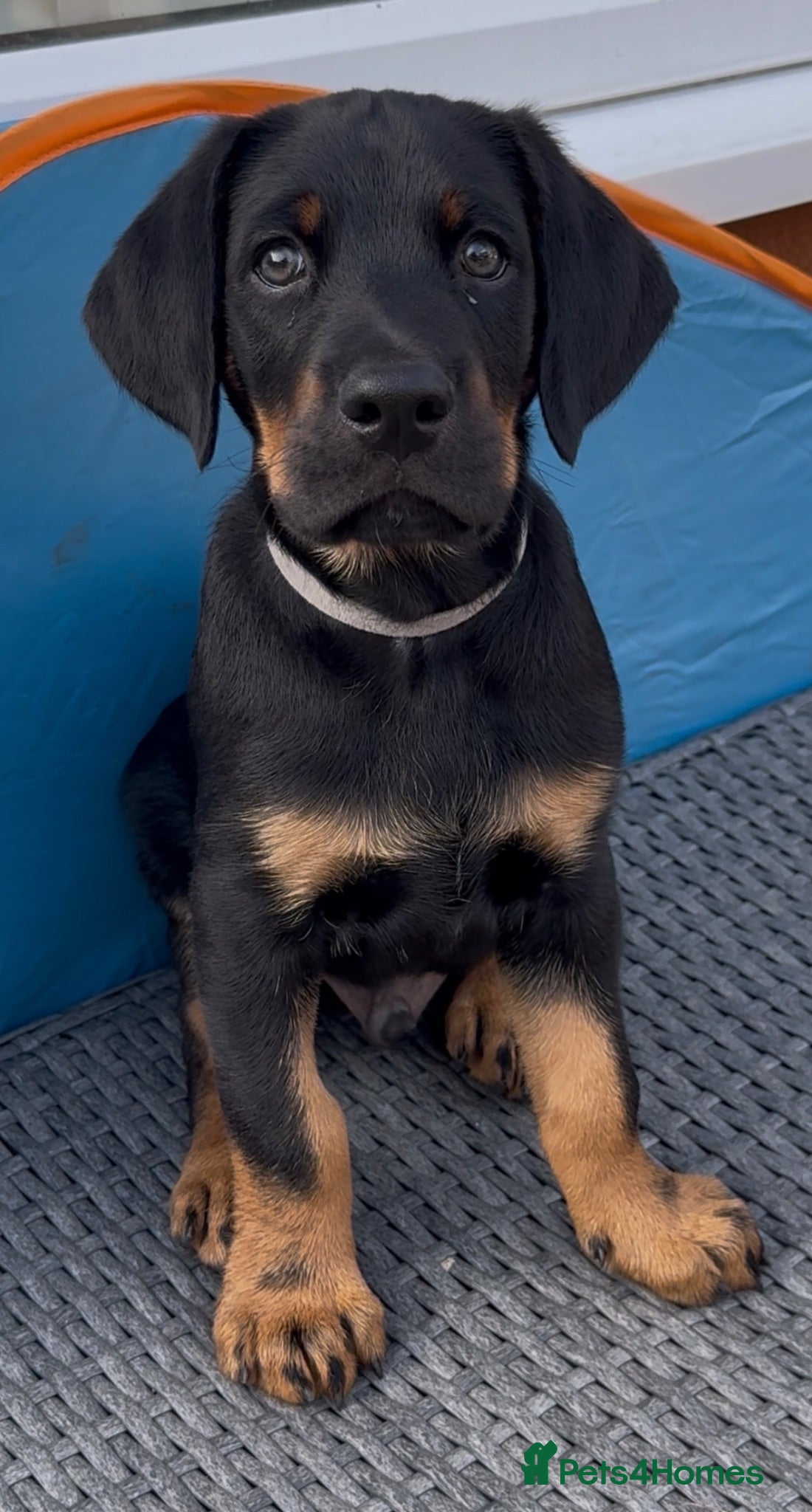 Mixed Breed dogs Blue merle Doberman puppies 2 boys 2 girls left  - Advert 2