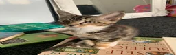 Mixed Breed cats for sale: READY TO GO !!! Mixed breed Maine Coons  in Hull - Advert 8
