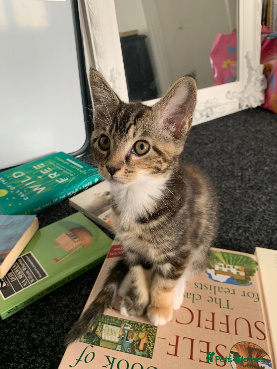 Mixed Breed cats for sale: READY TO GO !!! Mixed breed Maine Coons  in Hull - Advert 8