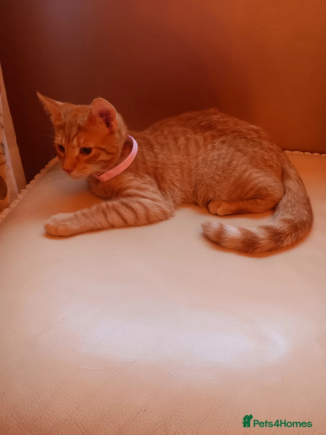 Mixed Breed cats for sale: Savannah & Bengal two boys kittens for sale. in Pontypridd - Advert 1