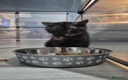 British Shorthair cats for sale: (💙LAST WHITE KITTEN🤍) Stunning Pure BSH kittens  - Advert 10