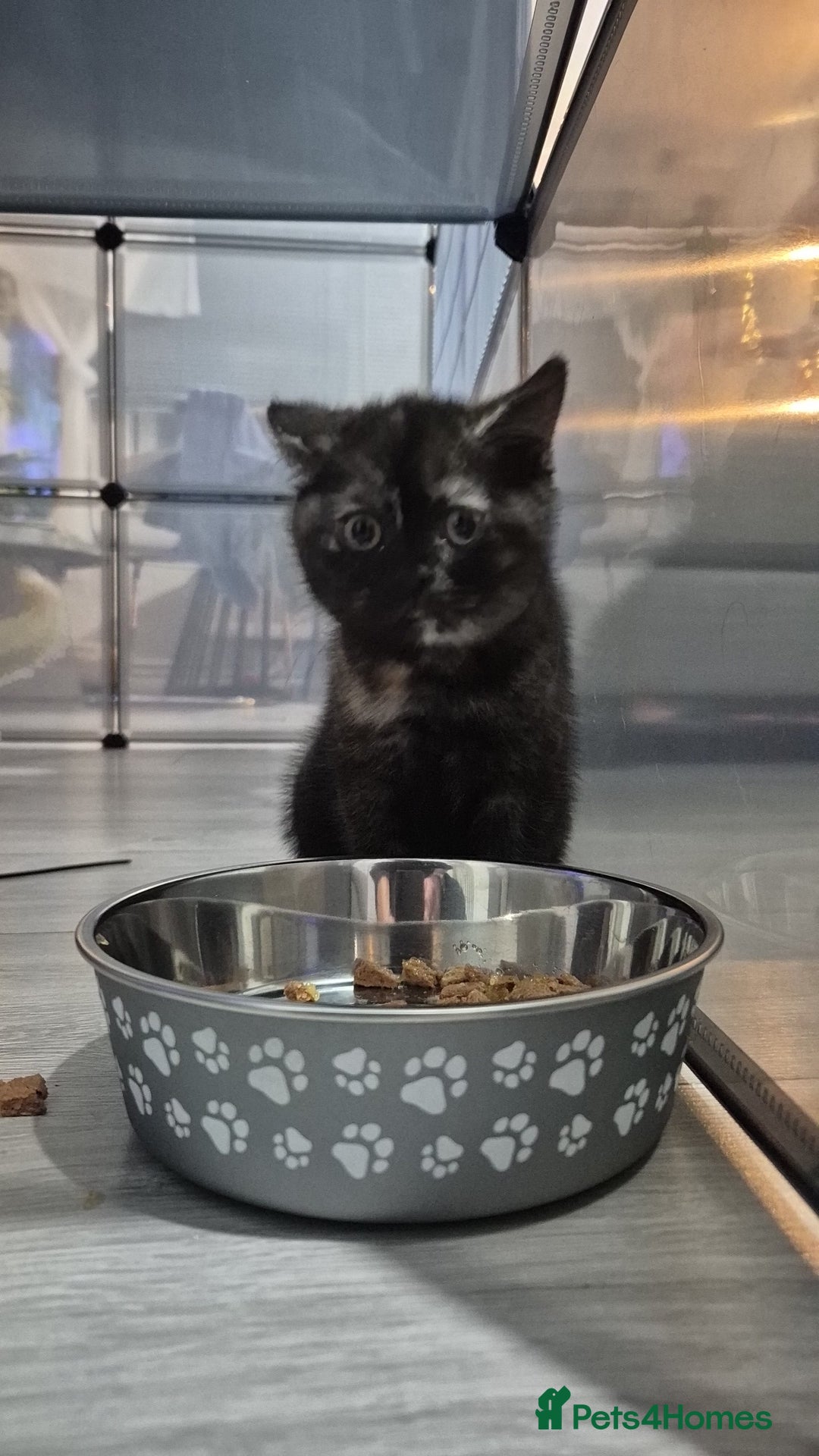 British Shorthair cats for sale: (💙LAST WHITE KITTEN🤍) Stunning Pure BSH kittens  - Advert 10