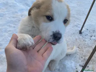 Central Asian Shepherd dogs Last two boys Elite Central Asian Shepherd pups - Advert 18