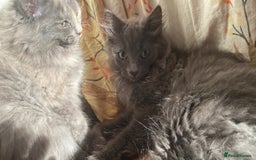 British Longhair cats for sale: British Longhair + Turkish Angora  - Image 8