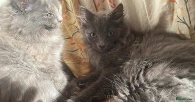 British Longhair cats - Advert 1