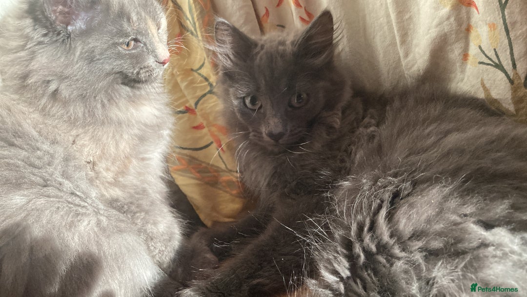 British Longhair cats for sale: British Longhair + Turkish Angora  - Image 8