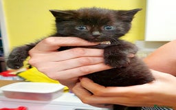 Mixed Breed cats for sale: 1 little girl left - Image 2