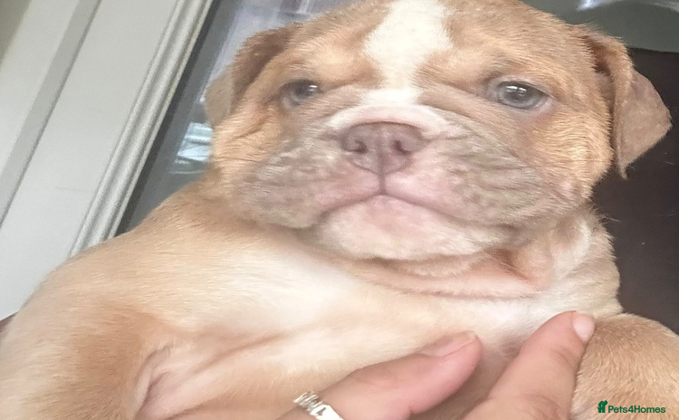 English Bulldog dogs - Advert 3