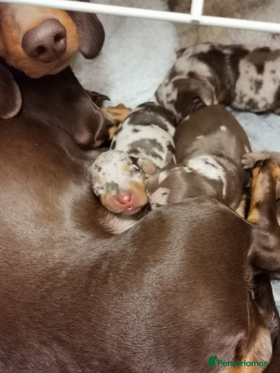 Miniature Dachshund dogs for sale: Beautiful mini dachshund boys 🐾 - Advert 8