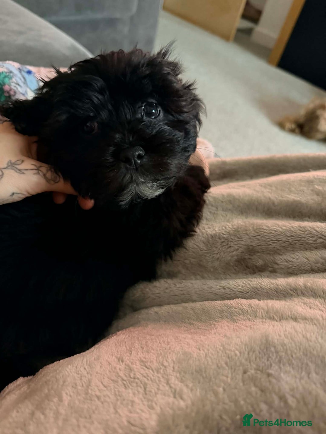 Zuchon dogs for sale: Shihzu x Bichion x Westie - Advert 13