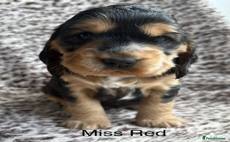 Cocker Spaniel dogs - Advert 6