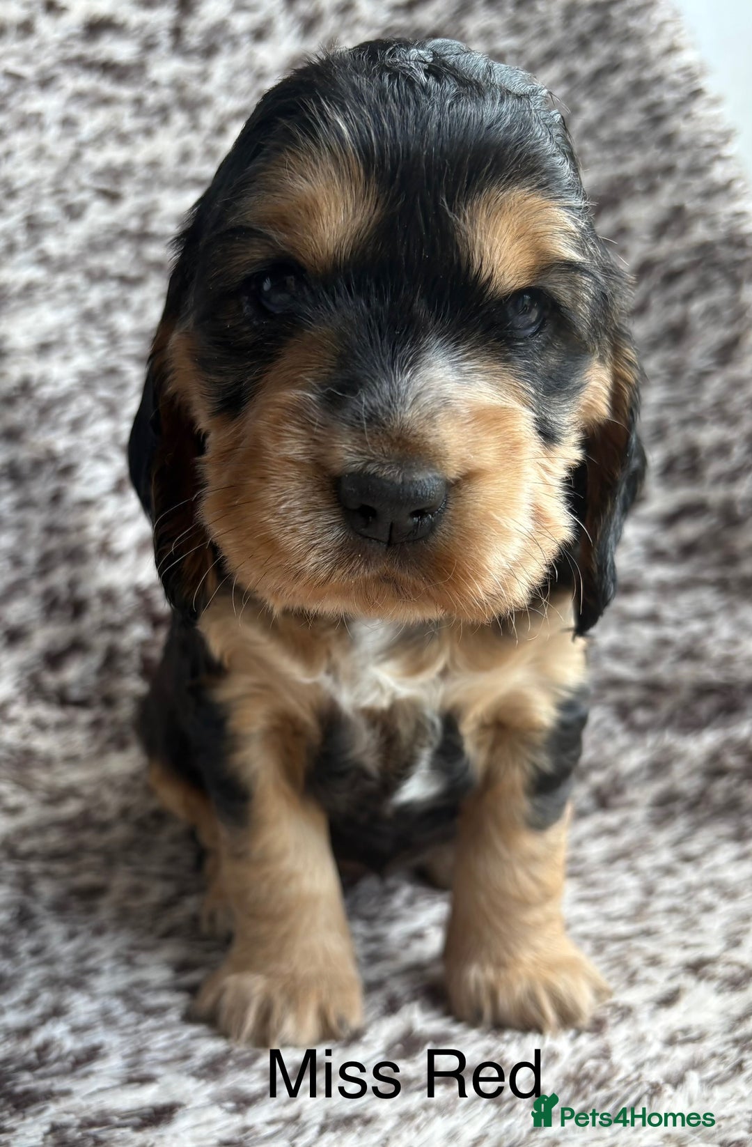 Cocker Spaniel dogs for sale: 🐾 Adorable Cocker Spaniel Puppies  - Image 1