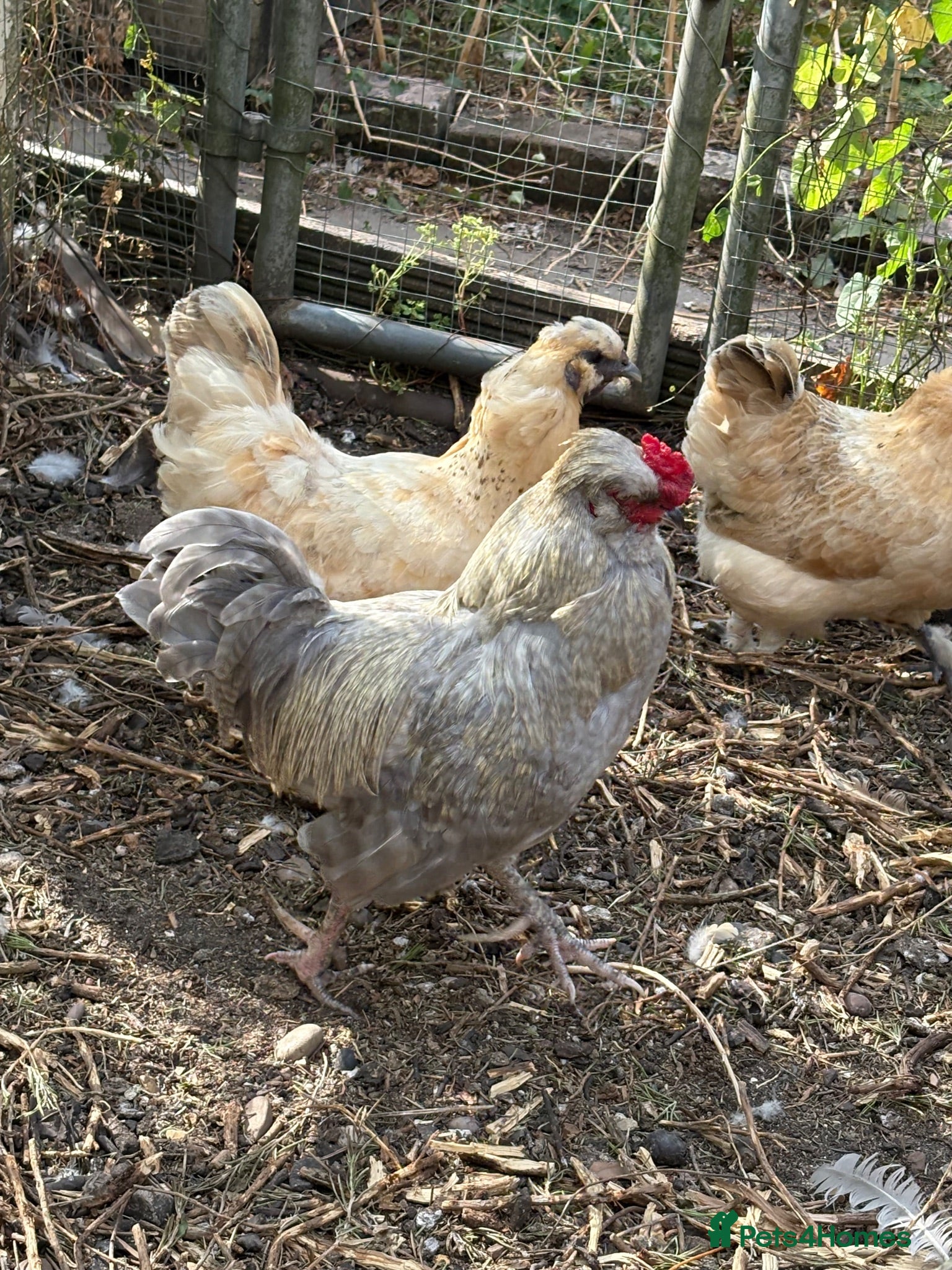 Chickens poultry Lavender Araucana bantam cockerel  - Advert 12