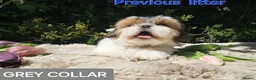 Shih Tzu dogs for sale: 🐶🐾EXCEPTIONAL PURE STANDARD SHIH TZU PUPPIES🐾🐶 - Advert 14
