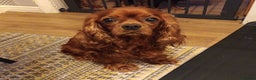 Cavapoo dogs for sale: Beautiful F1 Cavapoos  - Advert 22