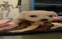 Maltese dogs for sale: Adorable Maltese puppies - Image 21