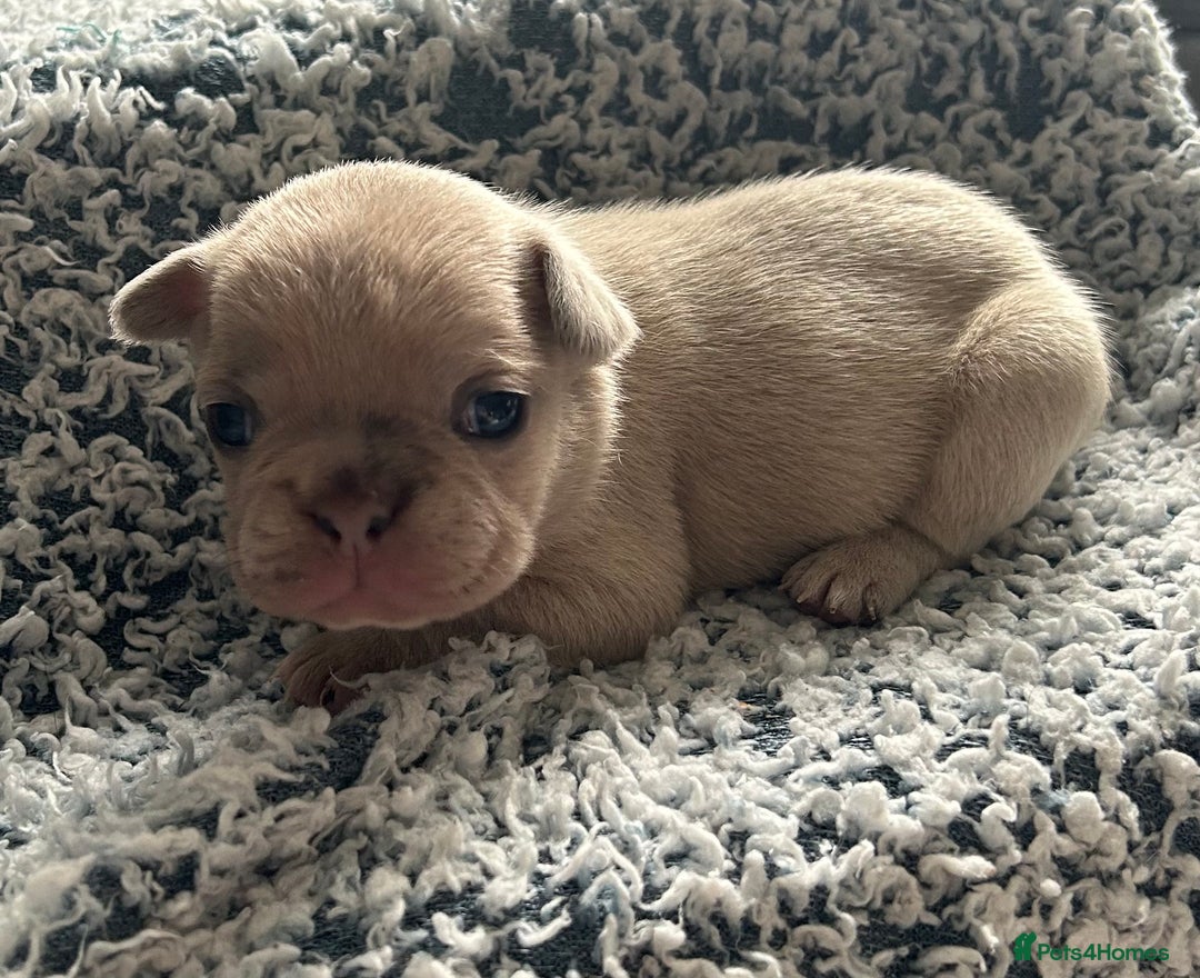 French Bulldog dogs for sale: French bulldog puppies  - Image 6