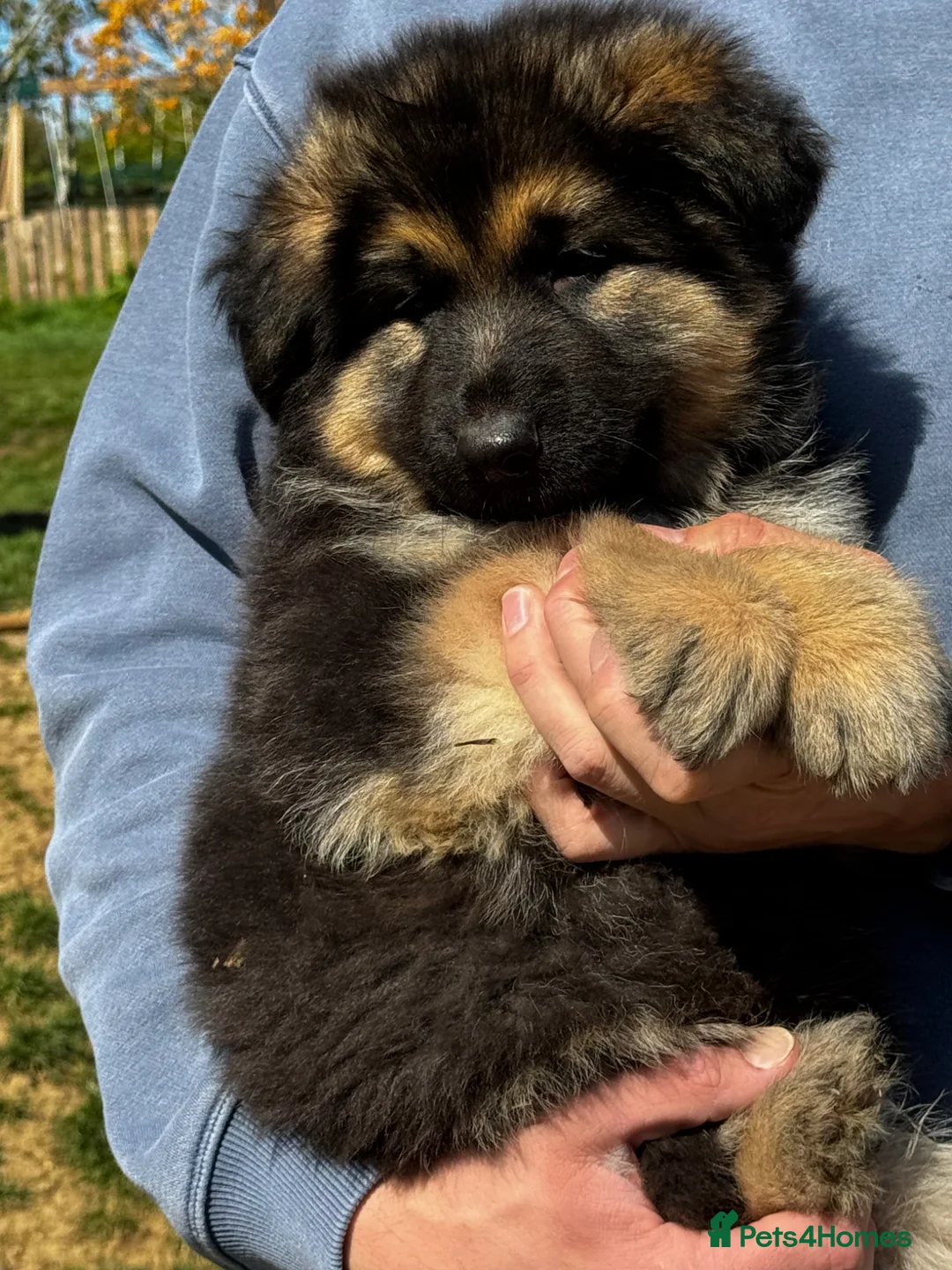 German Shepherd dogs for sale: 💙 KC reg GSD 💙 - Advert 1