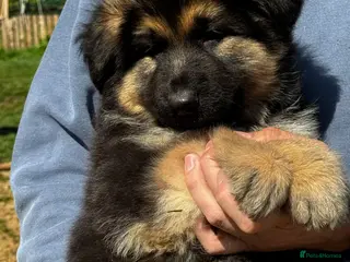 German Shepherd dogs 💙 KC reg GSD 💙 - Advert 1