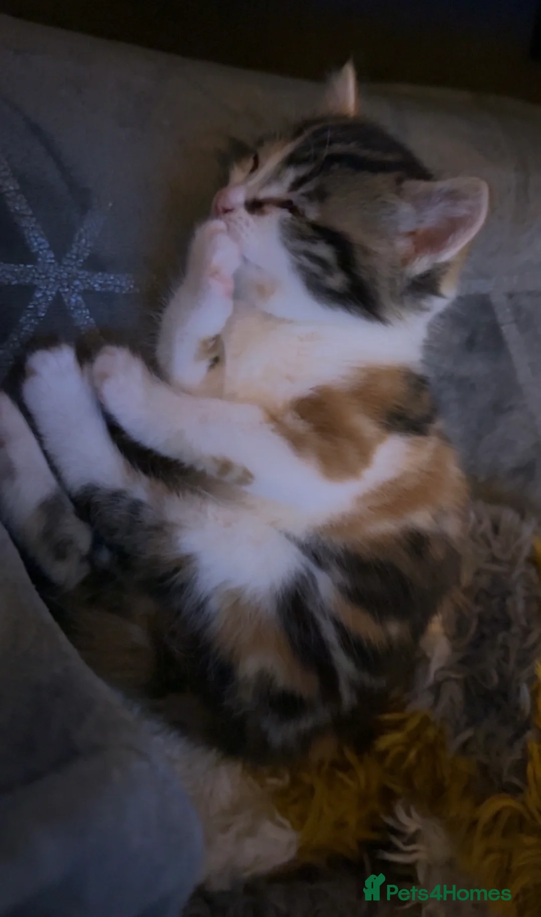 Domestic Shorthair cats for sale: 2 Lovely 7 week old Semi-Long haired girls - Advert 5