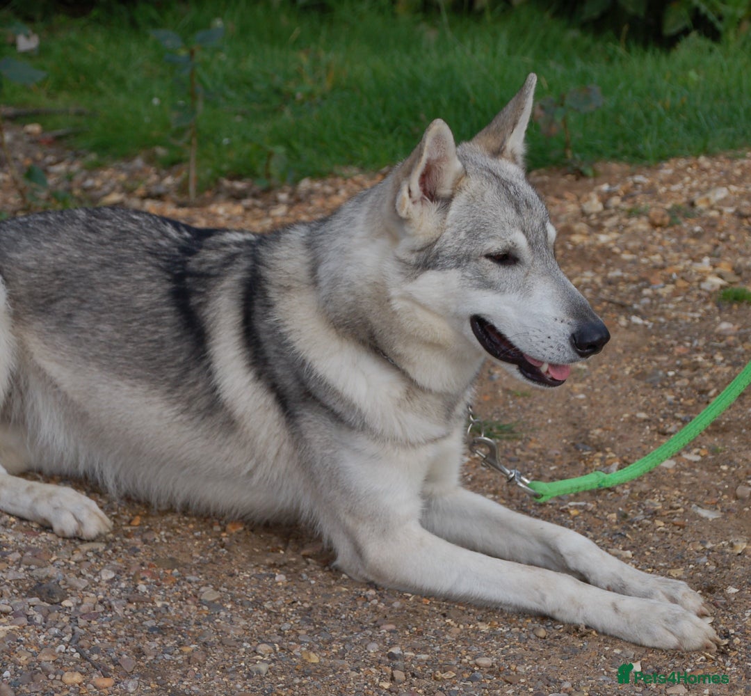 German Shepherd dogs for sale: RARE TAMASKAN PUPS. EMBARK PEDIGREE AND REGISTERED - Image 8