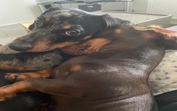 Miniature Dachshund dogs for sale: MUST GO AS A PAIR - Image 2