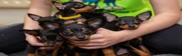 Miniature Pinscher dogs for sale: Miniature pinchers in Chatham - Advert 8