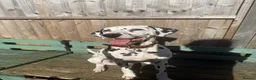 Dalmatian dogs for sale: Purdy  - Advert 5