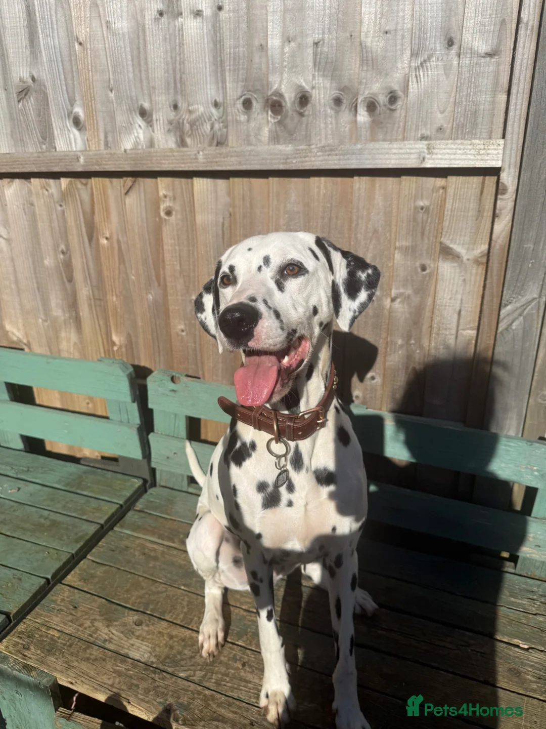 Dalmatian dogs for sale: Purdy  - Advert 5