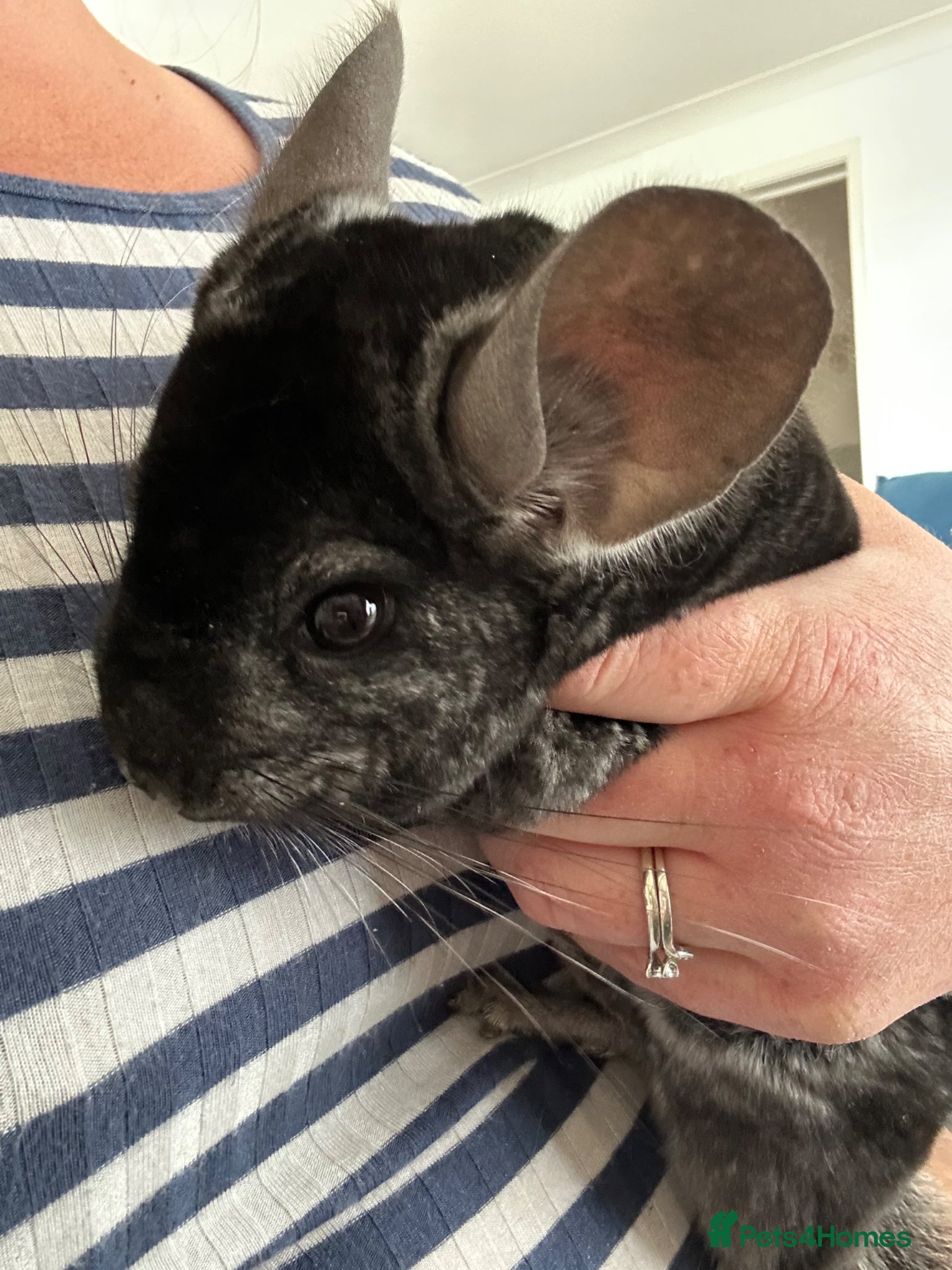 Chinchilla rodents 2 male chinchillas  - Advert 1