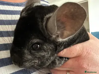 Chinchilla rodents 2 male chinchillas - Advert 1