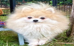 Pomeranian dogs for adoption: Mia – Just a Little Body, Carrying So Much Pain - Image 1