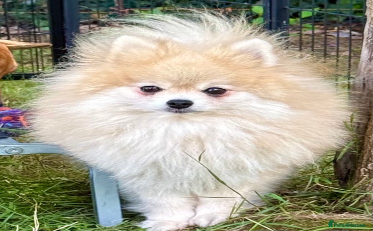 Pomeranian dogs - Advert 1