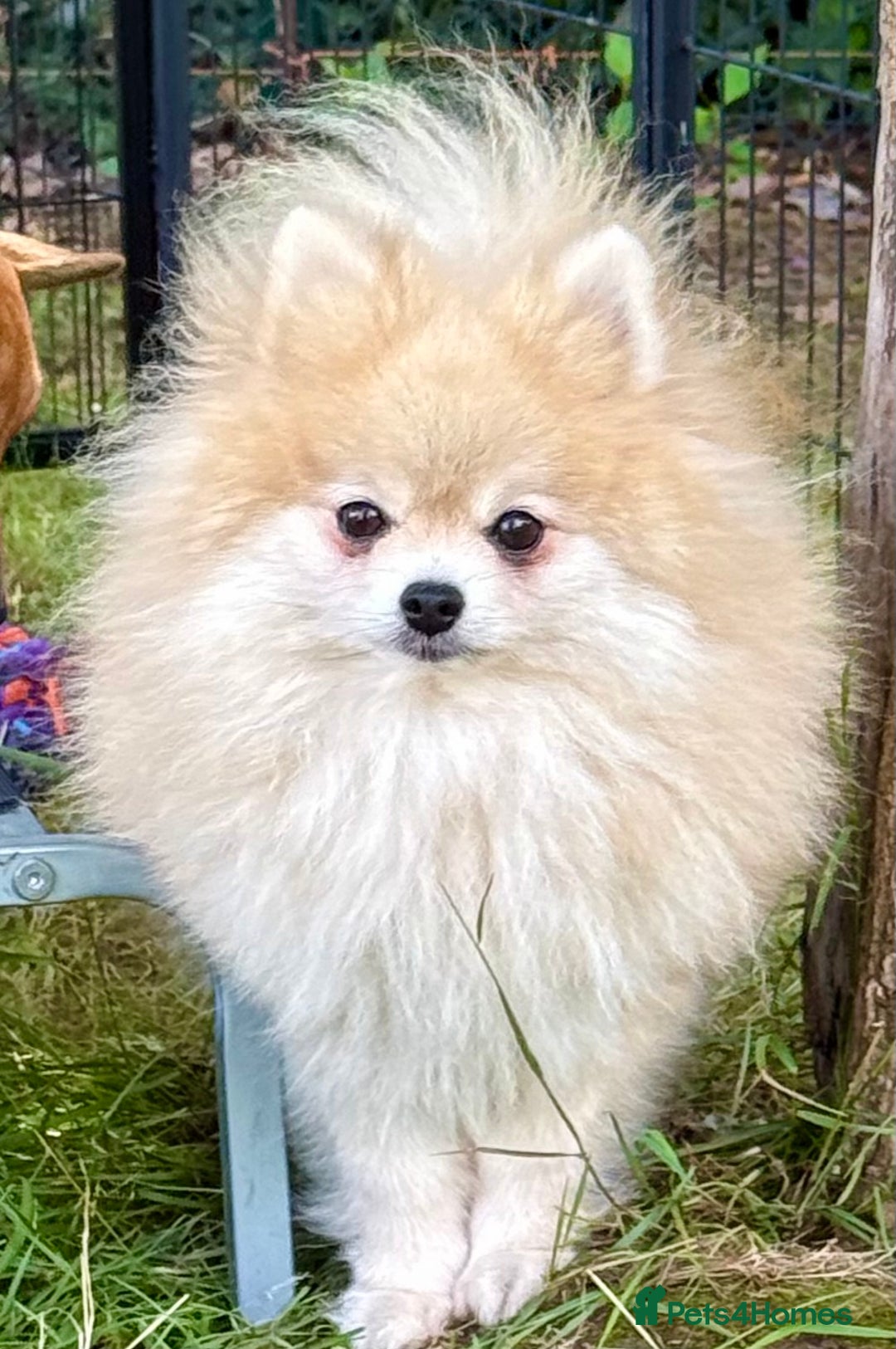 Pomeranian dogs for adoption: Mia – Just a Little Body, Carrying So Much Pain - Image 1