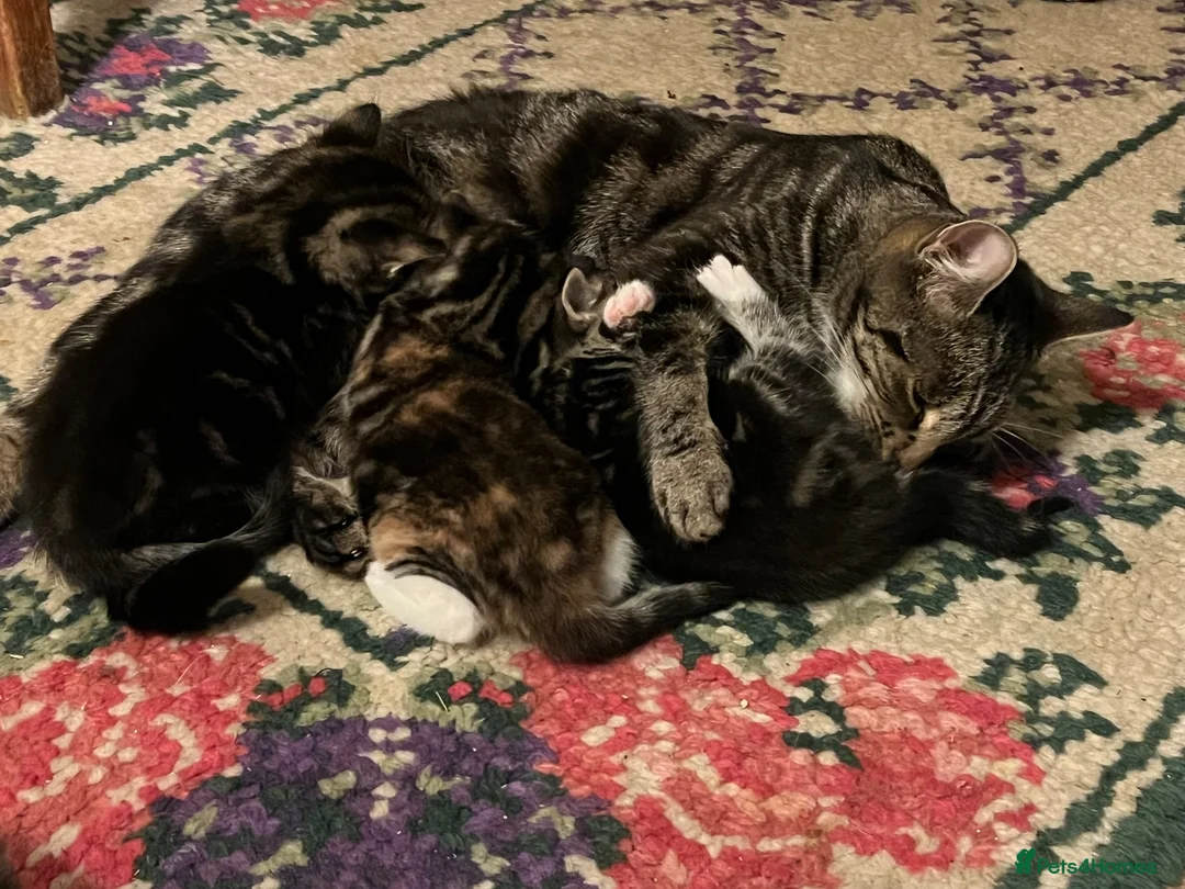 Mixed Breed cats for sale: Beautiful tabby kittens - Advert 1