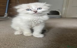 Mixed Breed cats for sale: 5 kittens - Image 15