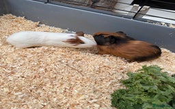 Guinea Pig rodents for sale: 3 baby guinea pigs  - Image 2