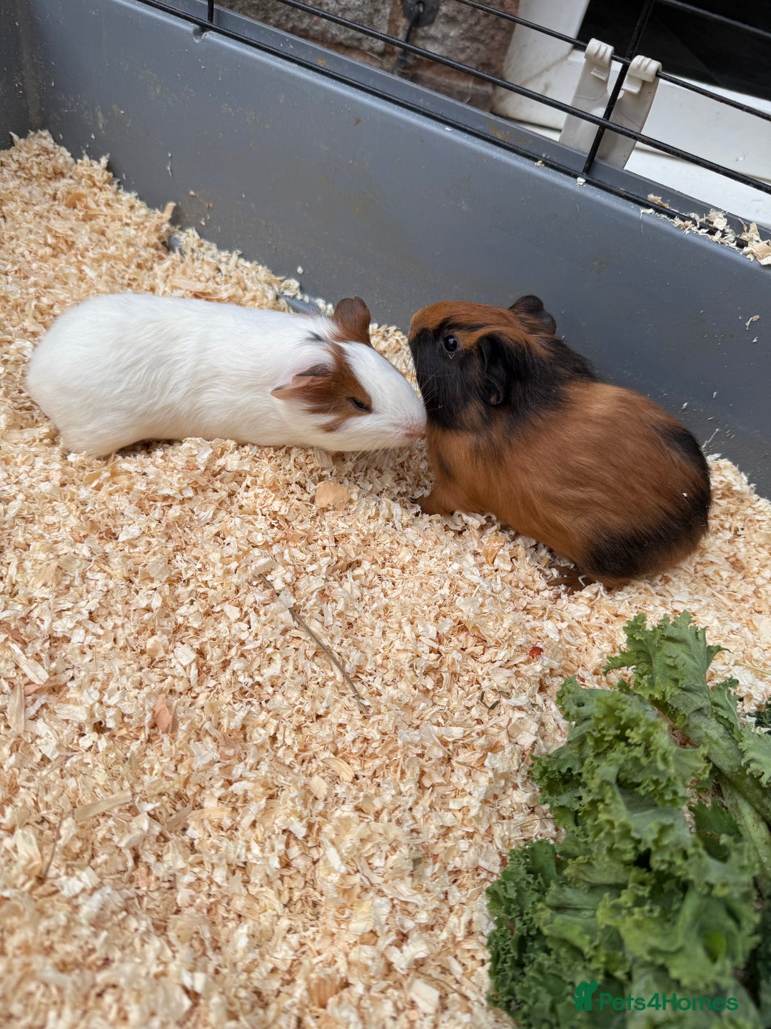 Guinea Pig rodents for sale: 3 baby guinea pigs  - Image 2