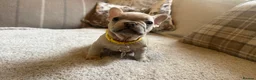 French Bulldog dogs for sale: French bulldog puppies - Advert 13