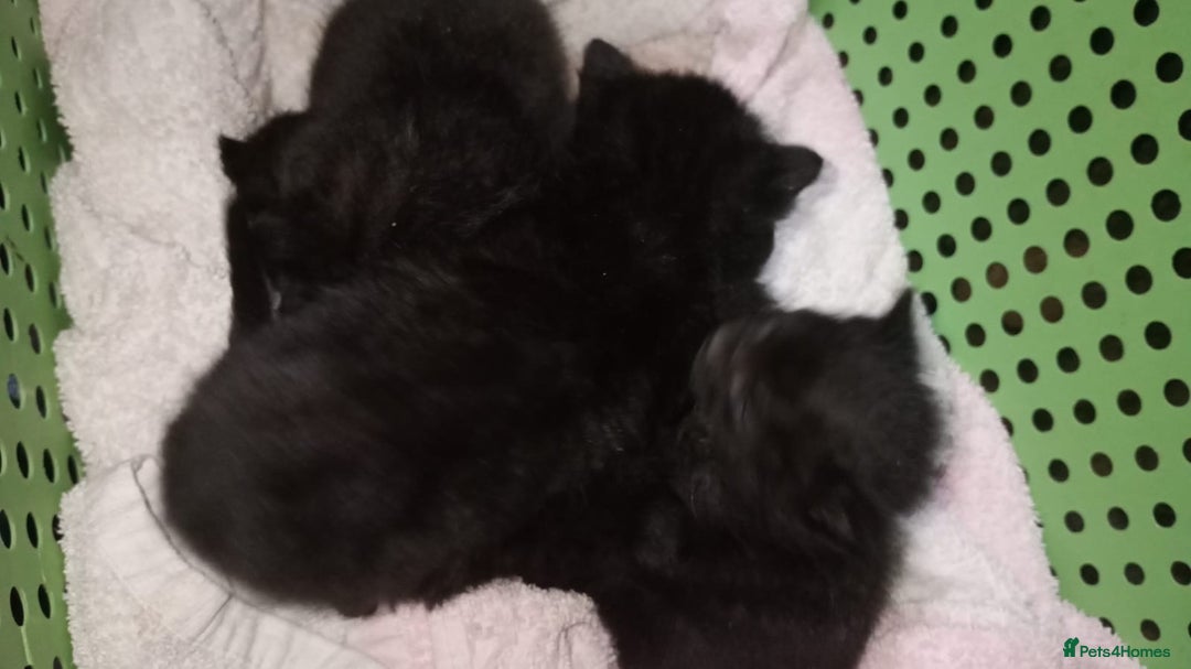 Bombay cats for sale: 2 male kittens for sale  - Image 5