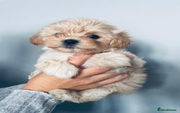 Shih Tzu dogs for sale: TINY Asian small toy Shipoo’s ADORABLE  - Image 9