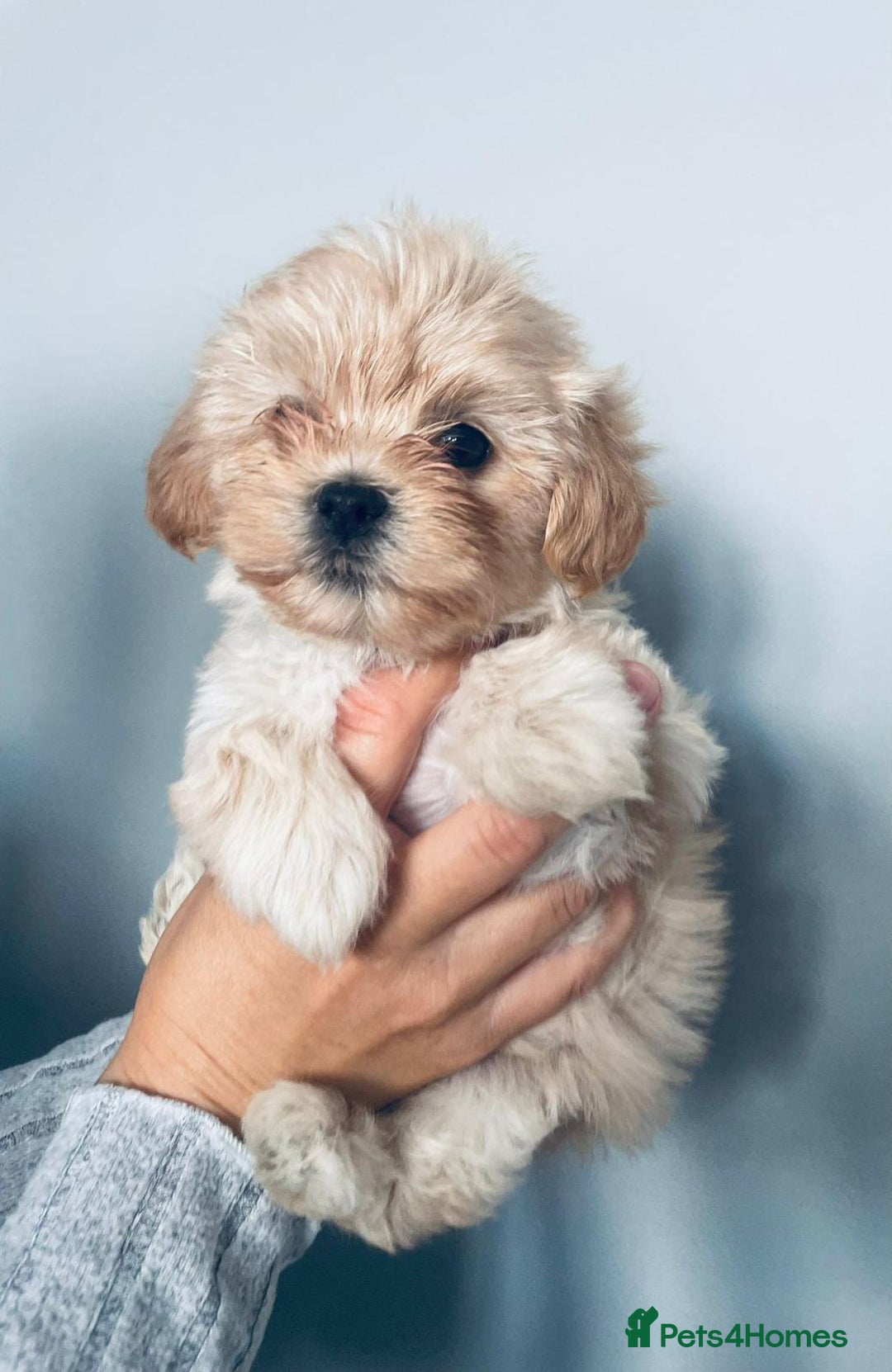 Shih Tzu dogs for sale: TINY Asian small toy Shipoo’s ADORABLE  - Image 9
