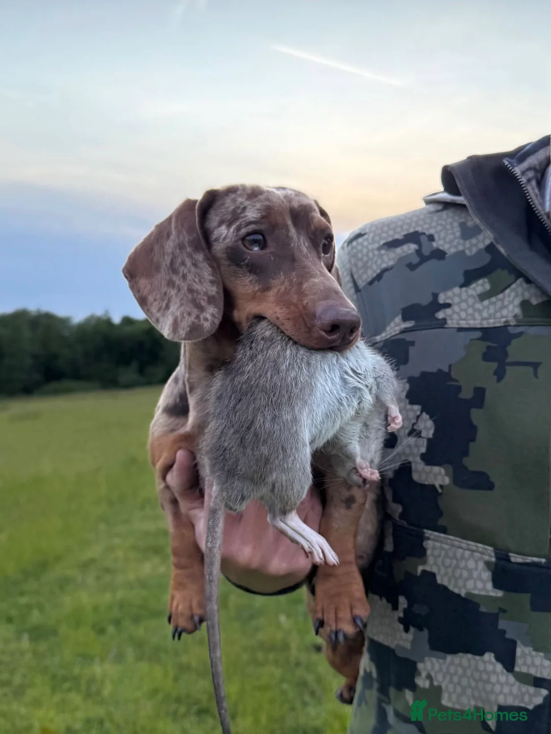 Miniature Dachshund dogs for stud: KC Registered Miniature Dachshund Stud Available in Leyland - Advert 4