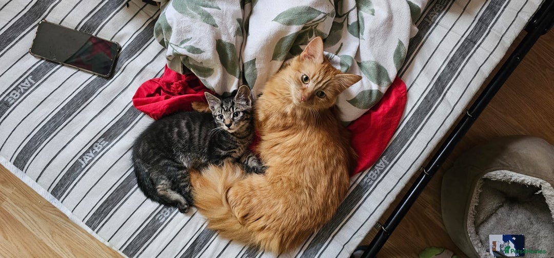 Mixed Breed cats for sale: 2 tabby males are available and ready for new home in Bristol - Image 14