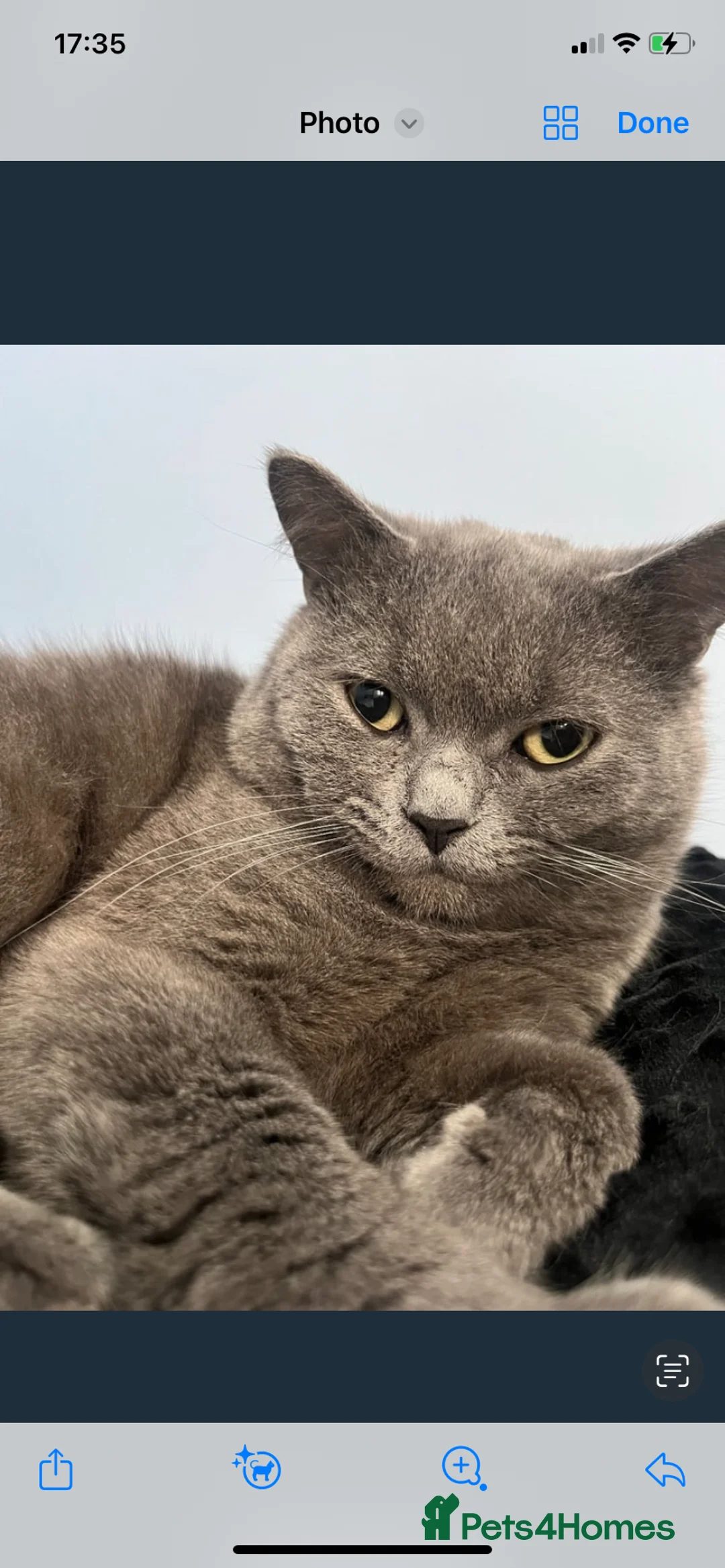 British Shorthair cats for sale: British shorthair blue (cross) kitten - Advert 2