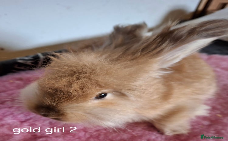 Angora rabbits - Advert 2